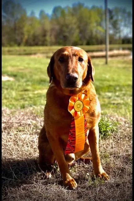 A dog sitting in the grass with a ribbon around its neck.