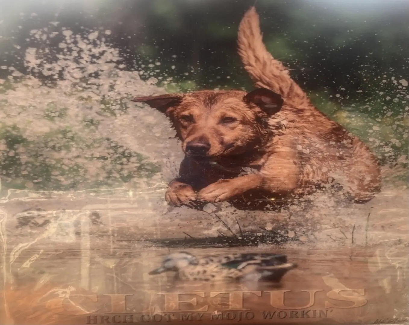 A dog jumping in the air with its mouth open.