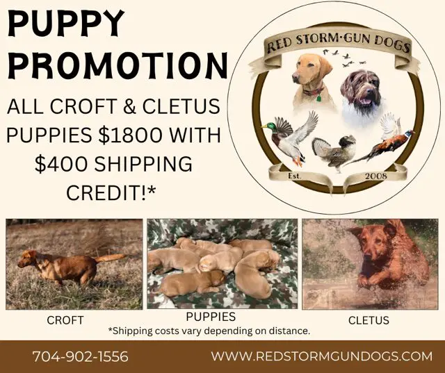 Red Storm Gun Dogs puppy promotion.