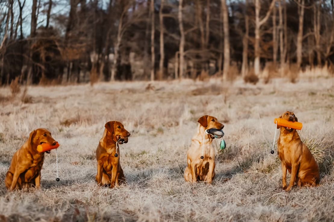 Four Labrador puppies holding toys in a field.