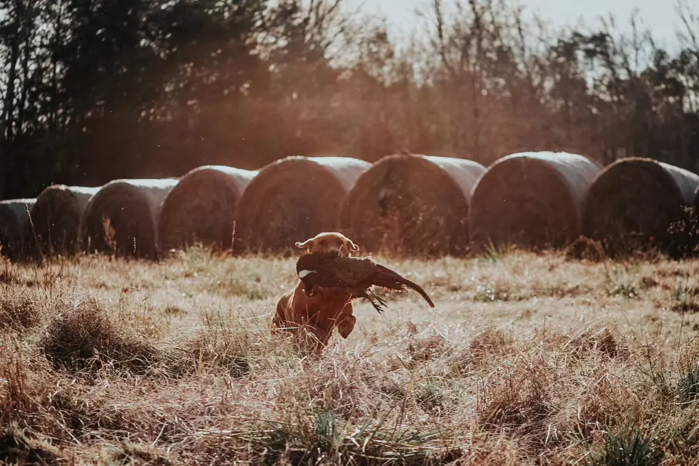 brown pheasant hunting dogs