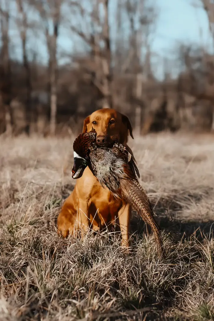 A brown dog holding a pheasant in its mouth.