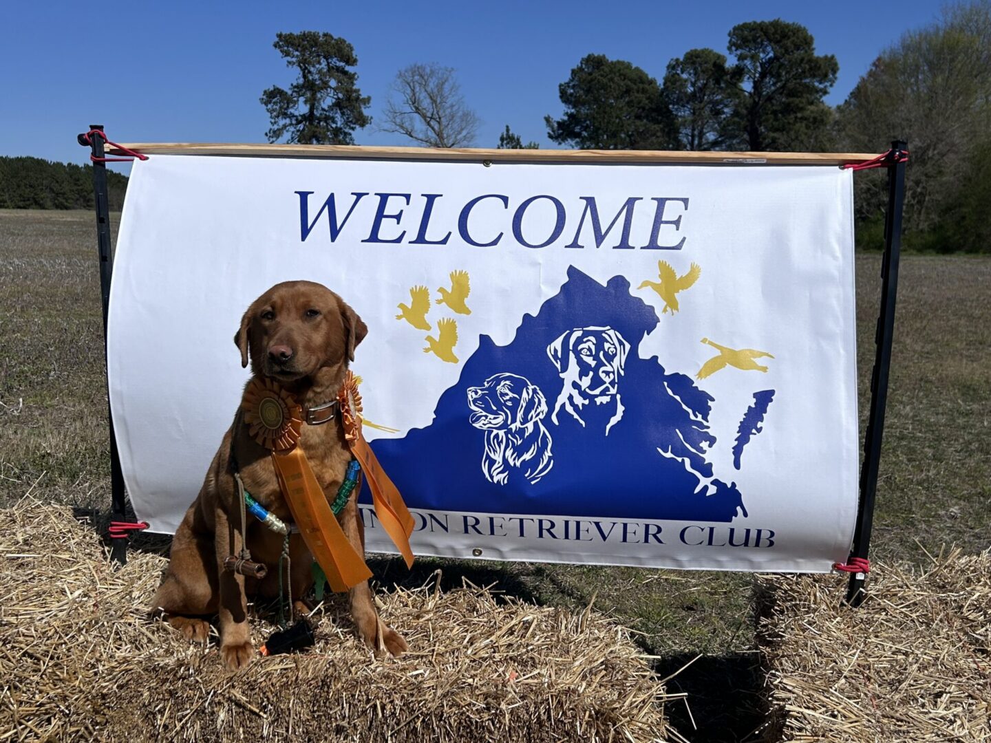 Brown retriever wearing ribbons by welcome banner